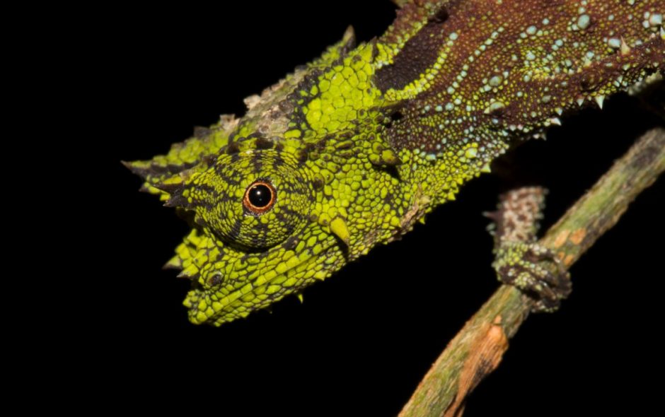 Brookesia vadoni