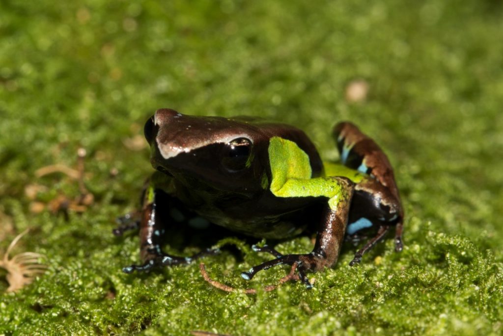 Mantella nigricans