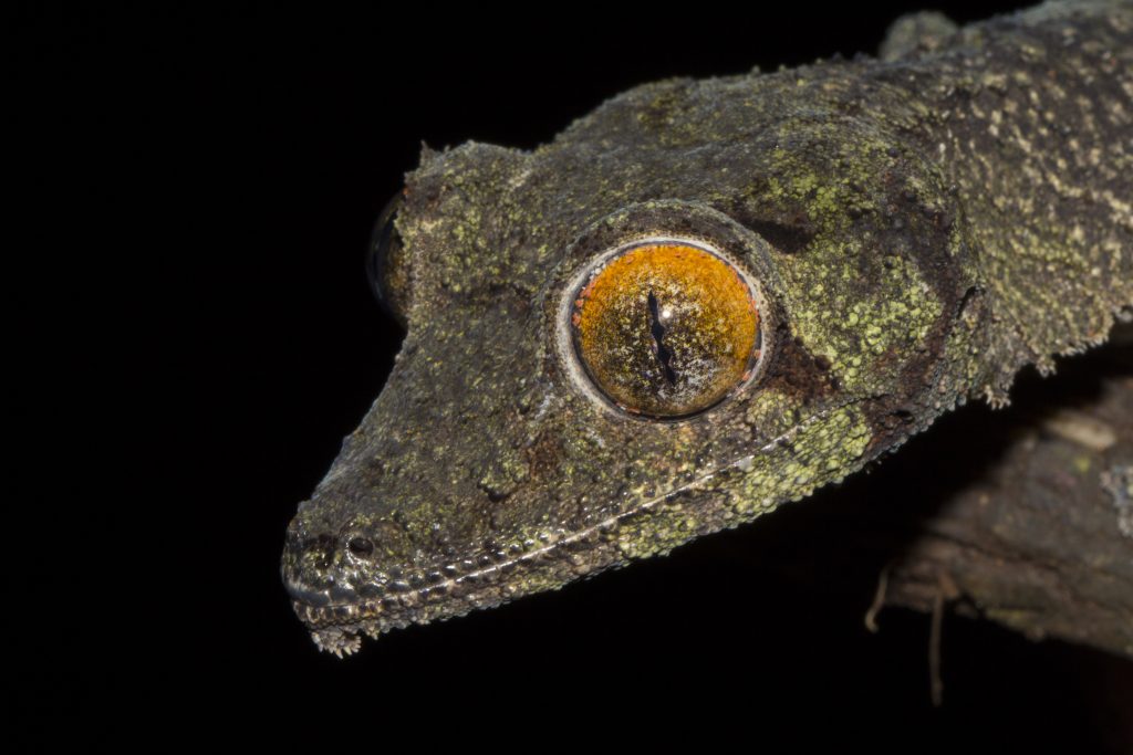 Uroplatus sikorae