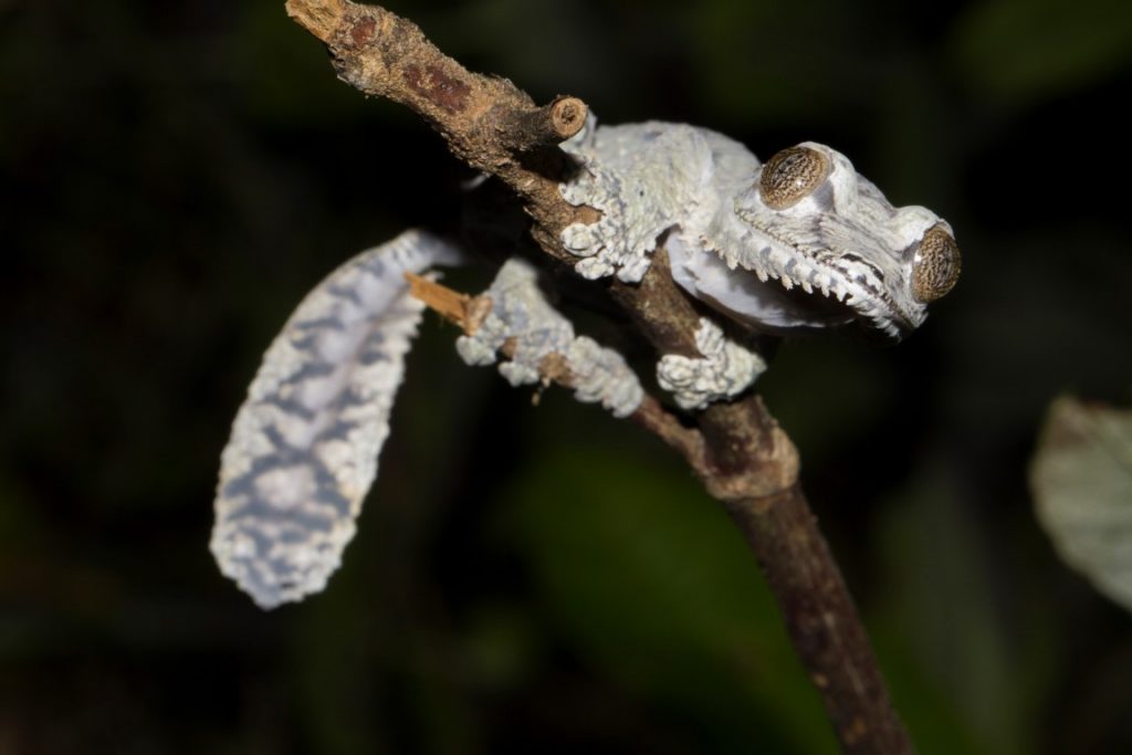 Uroplatus giganteus