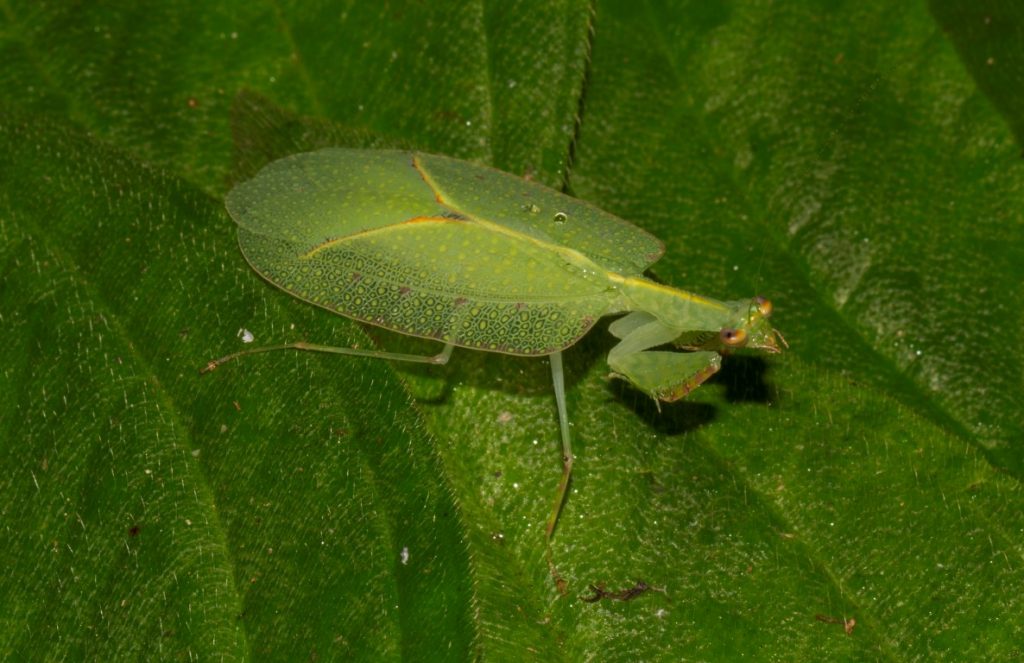 Platycalymma viettei