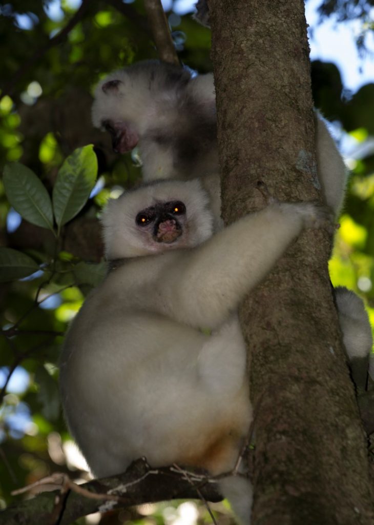 Seidensifakas