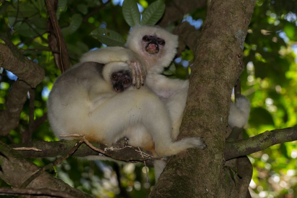 Seidensifakas