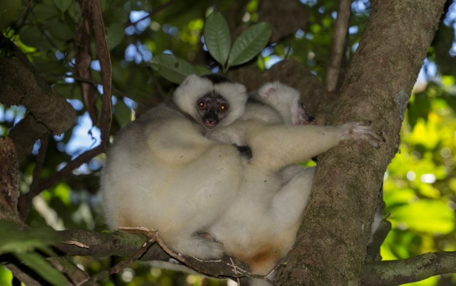 Seidensifakas