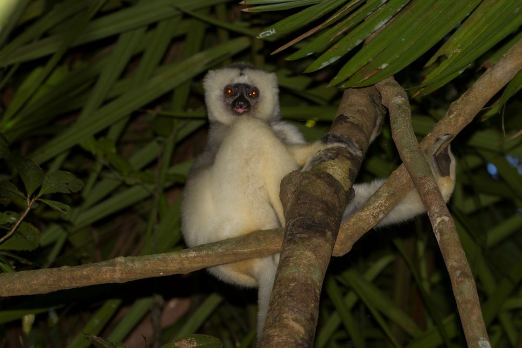 Seidensifakas