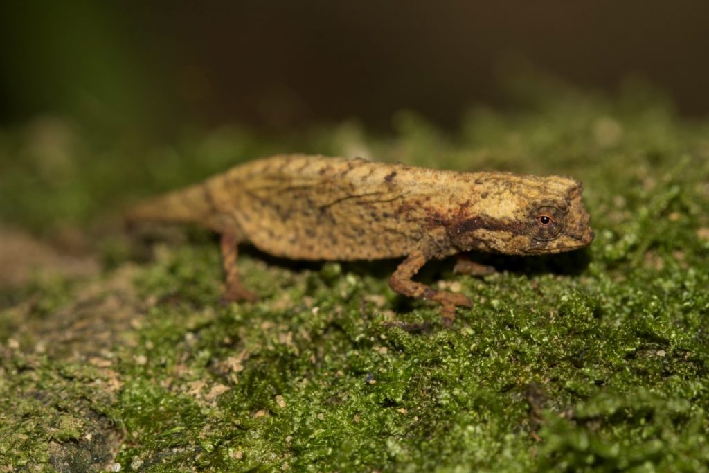 Brookesia karchei