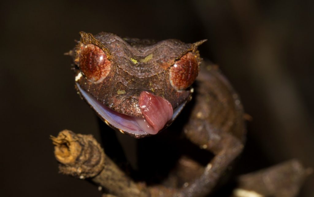 Uroplatus cf. ebenaui