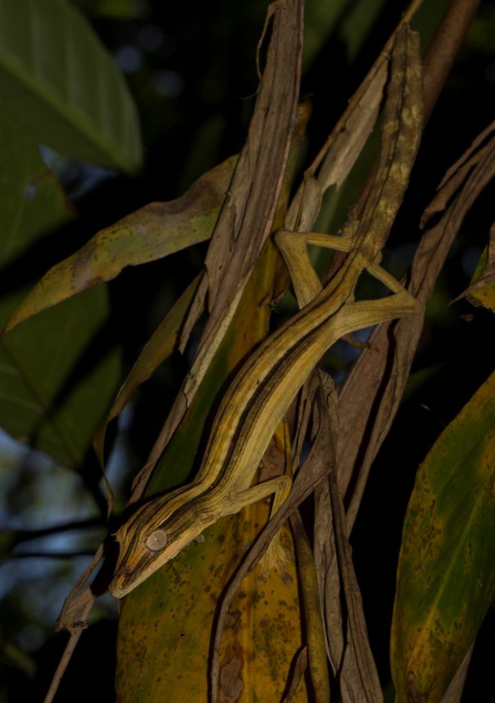 Uroplatus lineatus