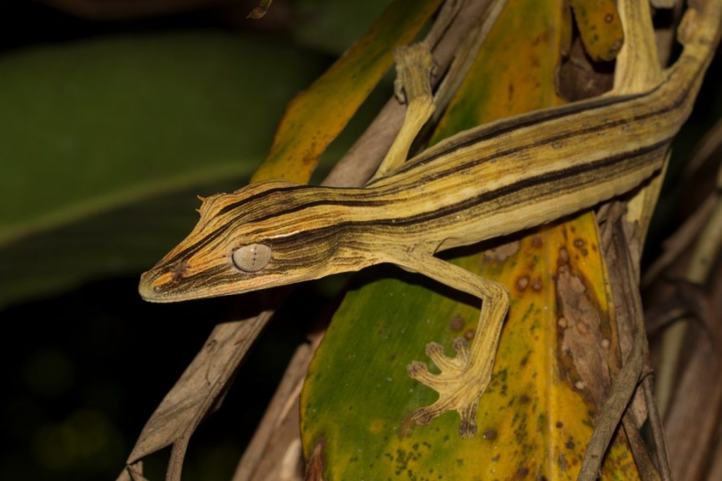 Uroplatus lineatus