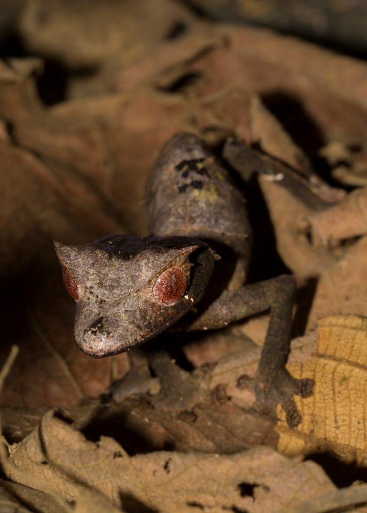 Uroplatus cf. ebenaui