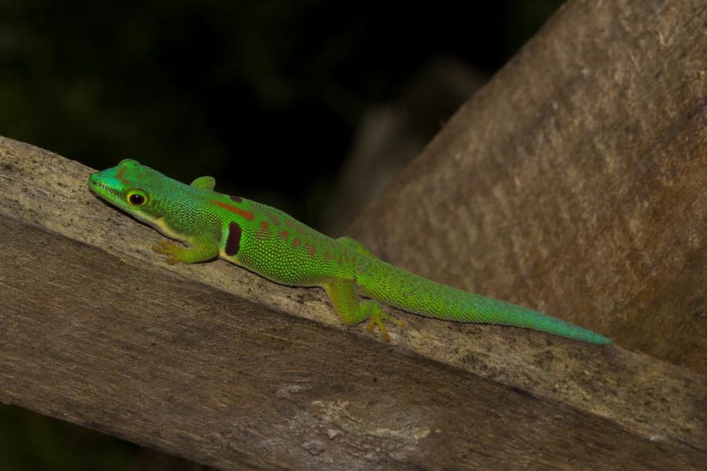 Phelsuma quadriocellata