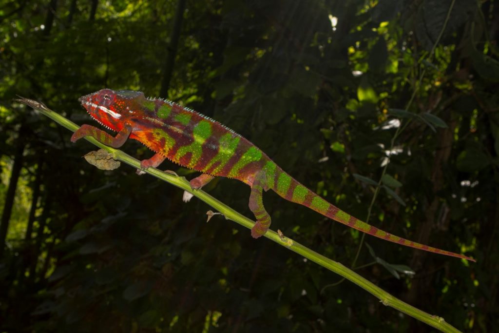 Furcifer pardalis