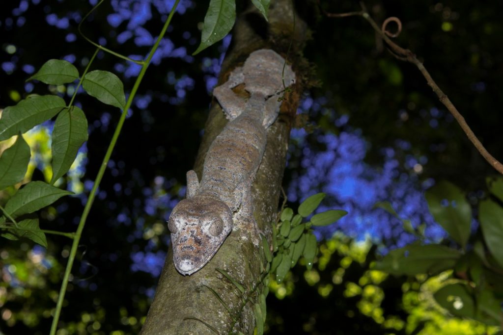 Uroplatus giganteus