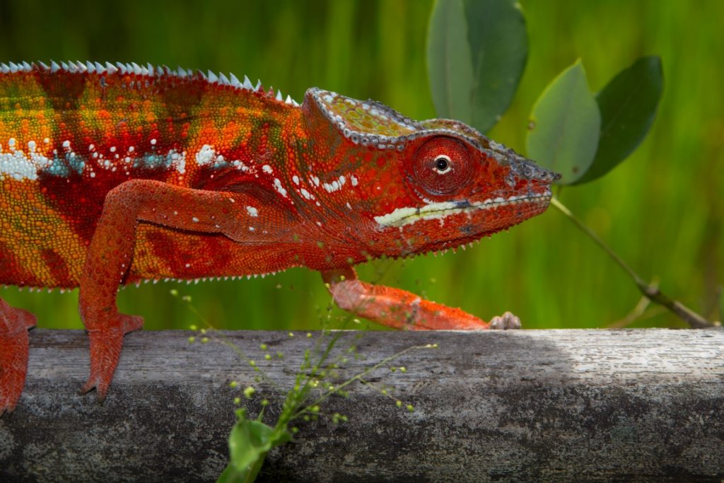 Furcifer pardalis