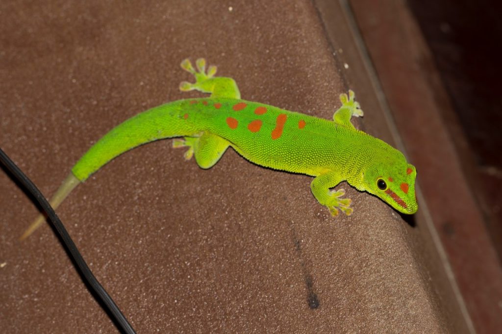 Phelsuma grandis