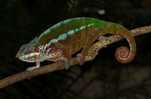 Furcifer pardalis