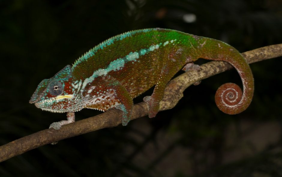 Furcifer pardalis