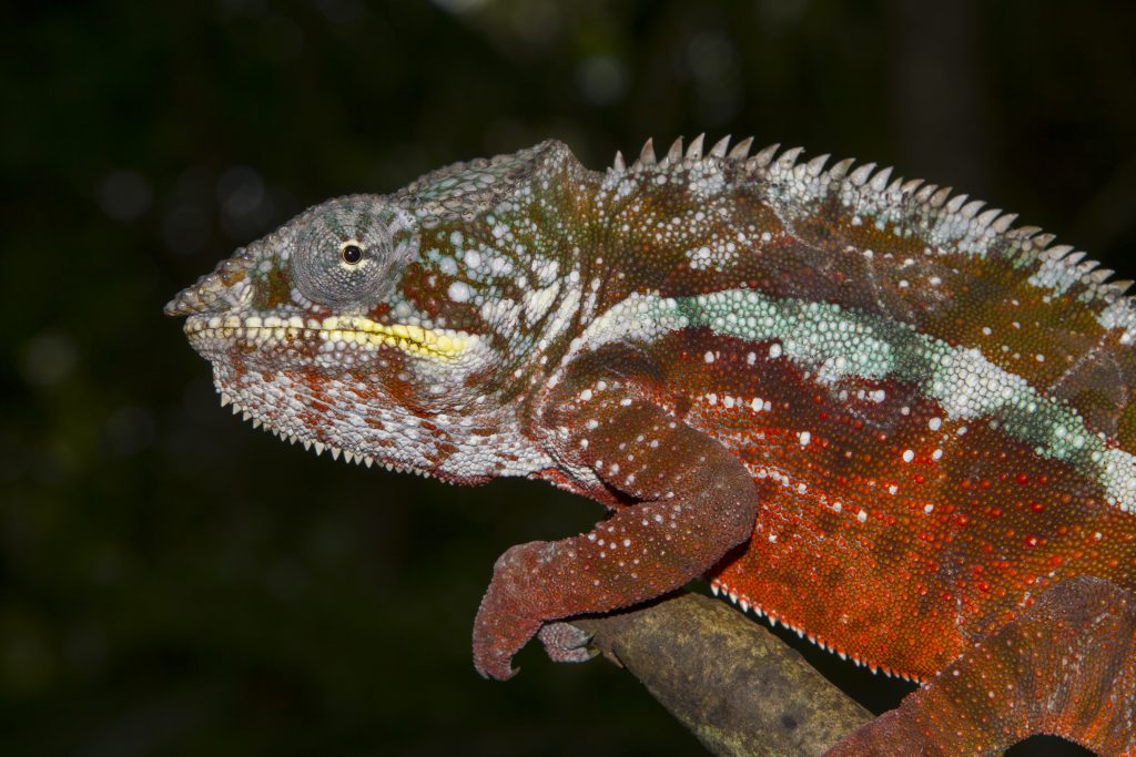 Furcifer pardalis