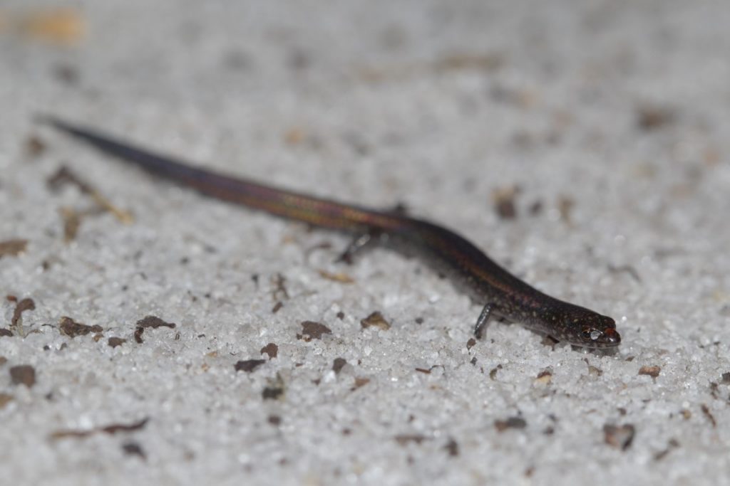 Skink