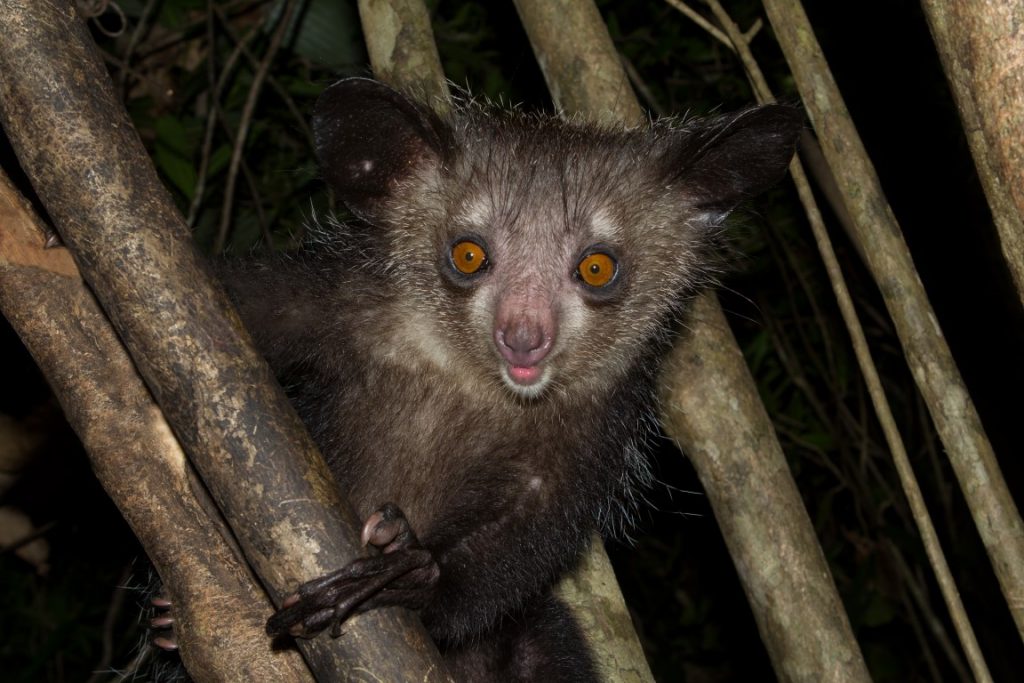 Aye-Aye