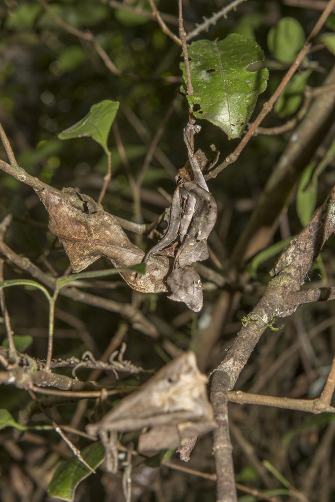 Uroplatus phantasticus