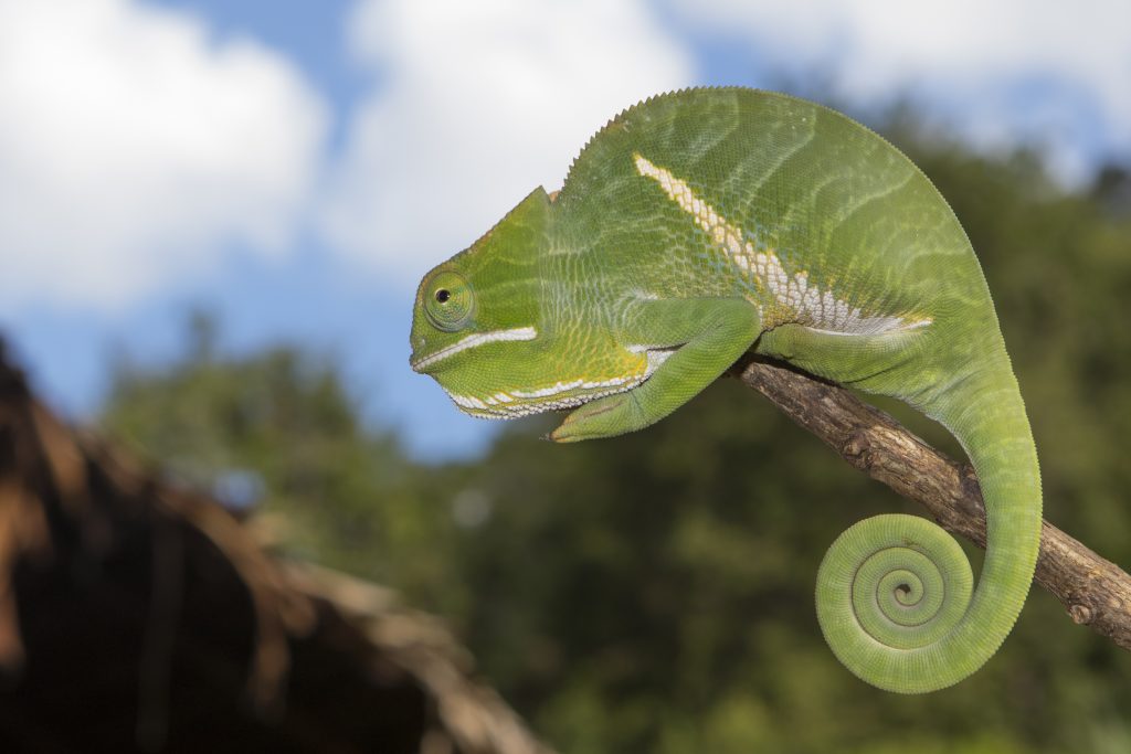 Furcifer balteatus