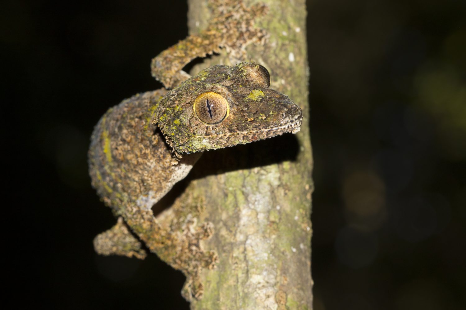 Uroplatus sikorae