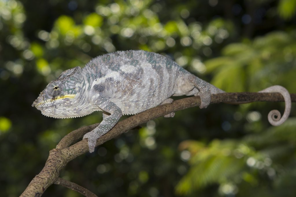 Furcifer pardalis