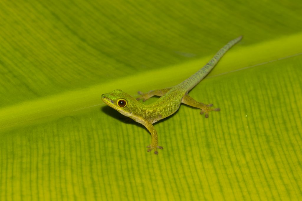 Phelsuma dubia