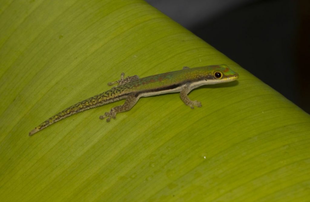 Phelsuma lineata