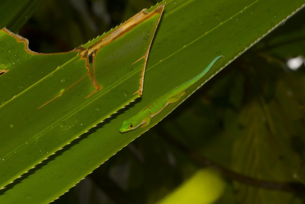 Phelsuma dubia