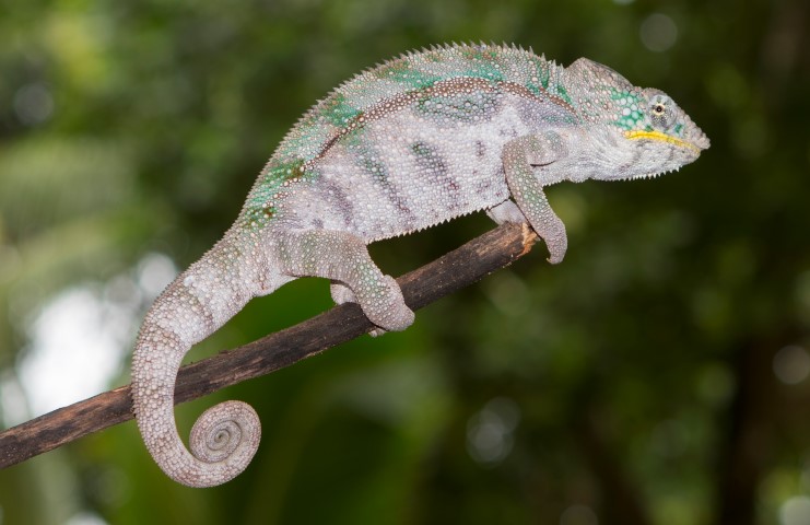 Furcifer pardalis