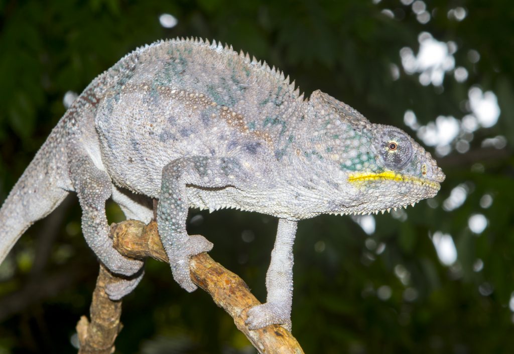 Furcifer pardalis