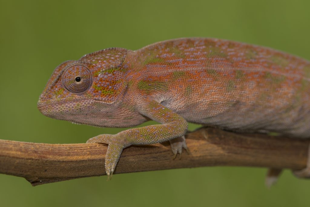 Furcifer viridis