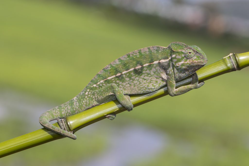 Furcifer lateralis