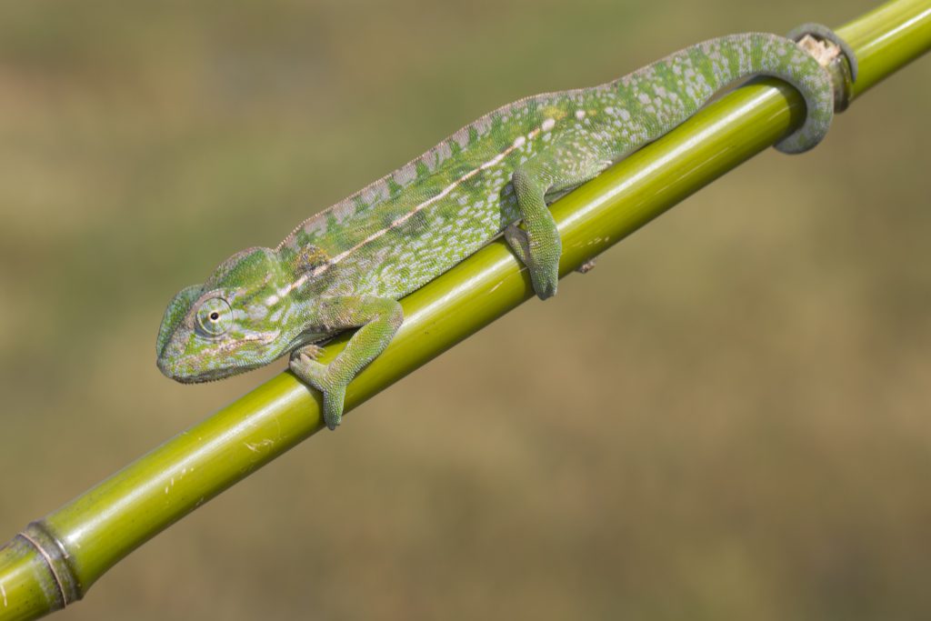 Furcifer lateralis