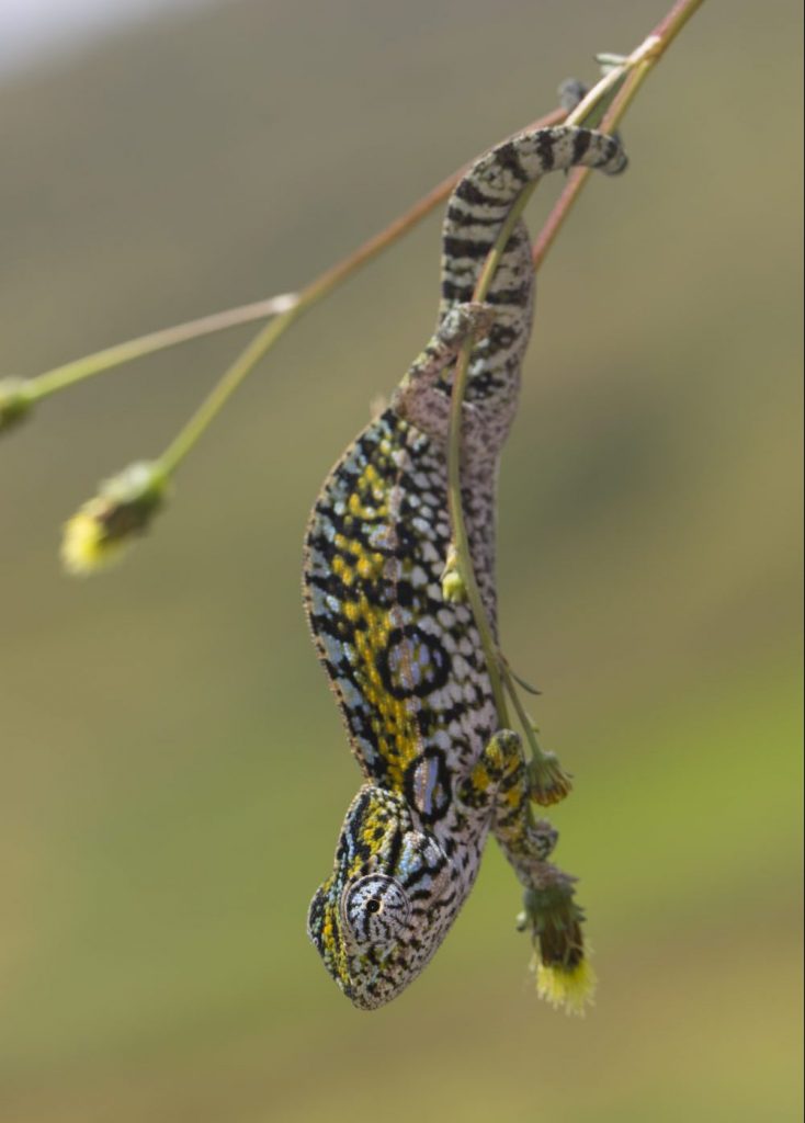 Furcifer lateralis