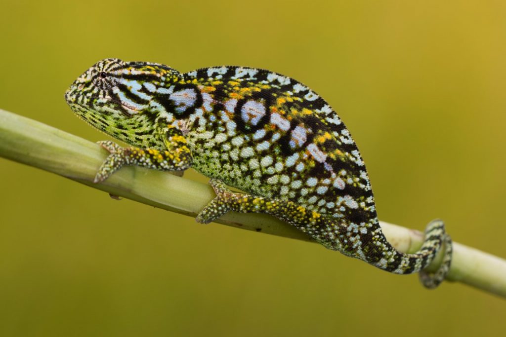 Furcifer lateralis