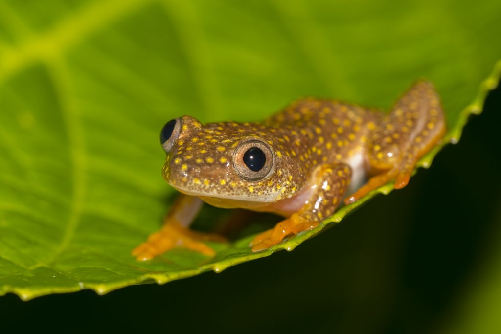 Heterixalus alboguttatus