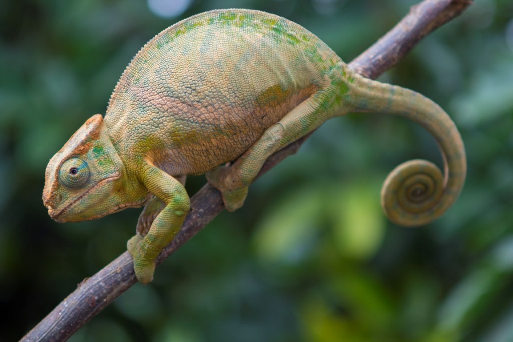 Furcifer balteatus