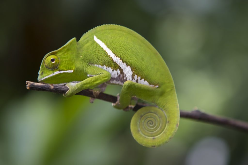 Furcifer balteatus