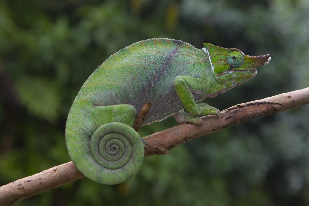 Furcifer balteatus