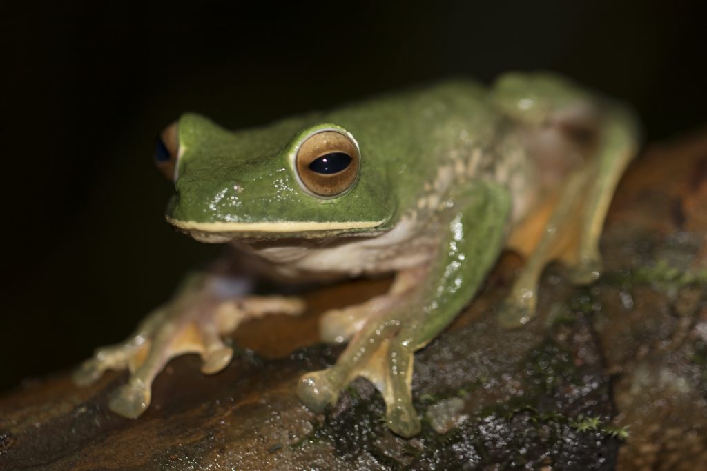 Boophis albilabris