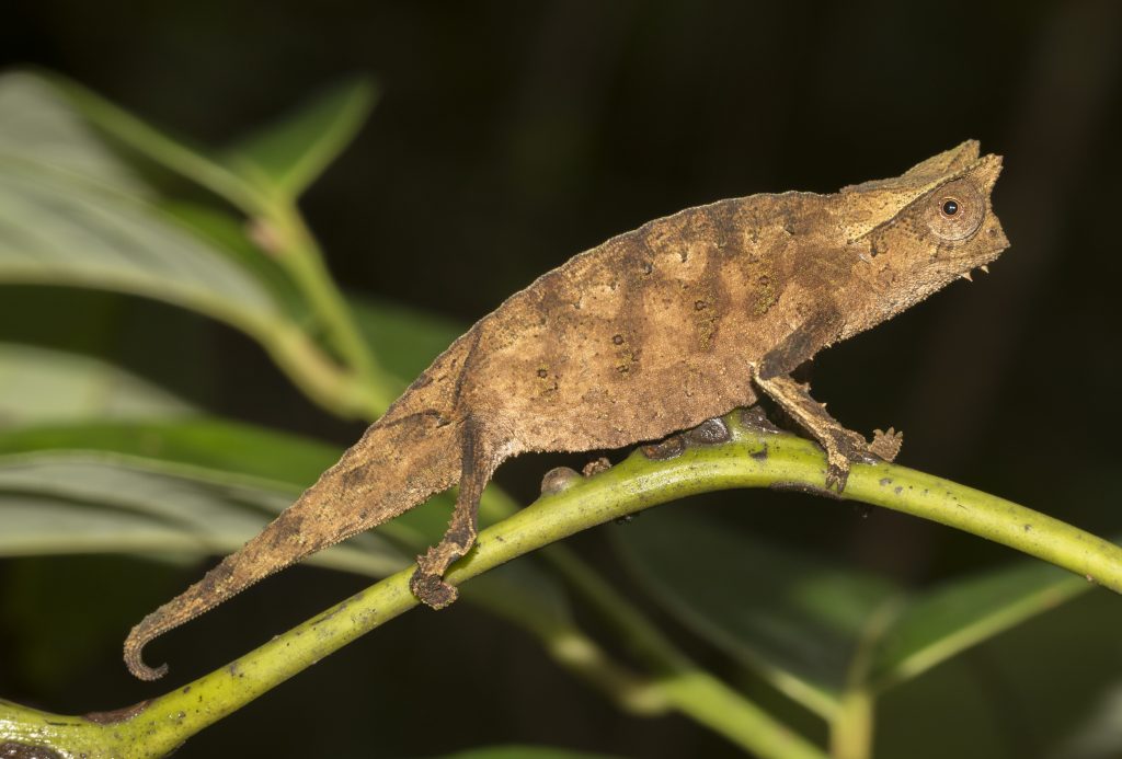 Brookesia superciliaris