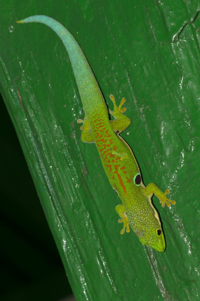 Phelsuma quadriocellata