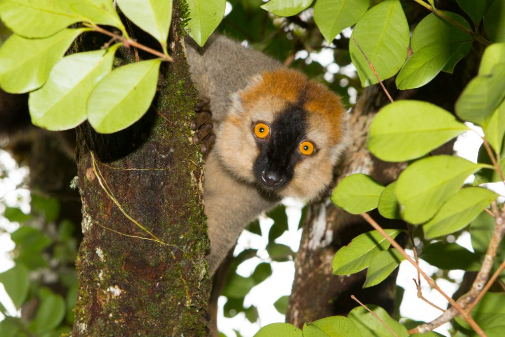 Eulemur rufus