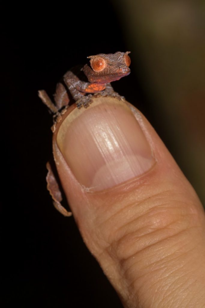 Uroplatus phantasticus