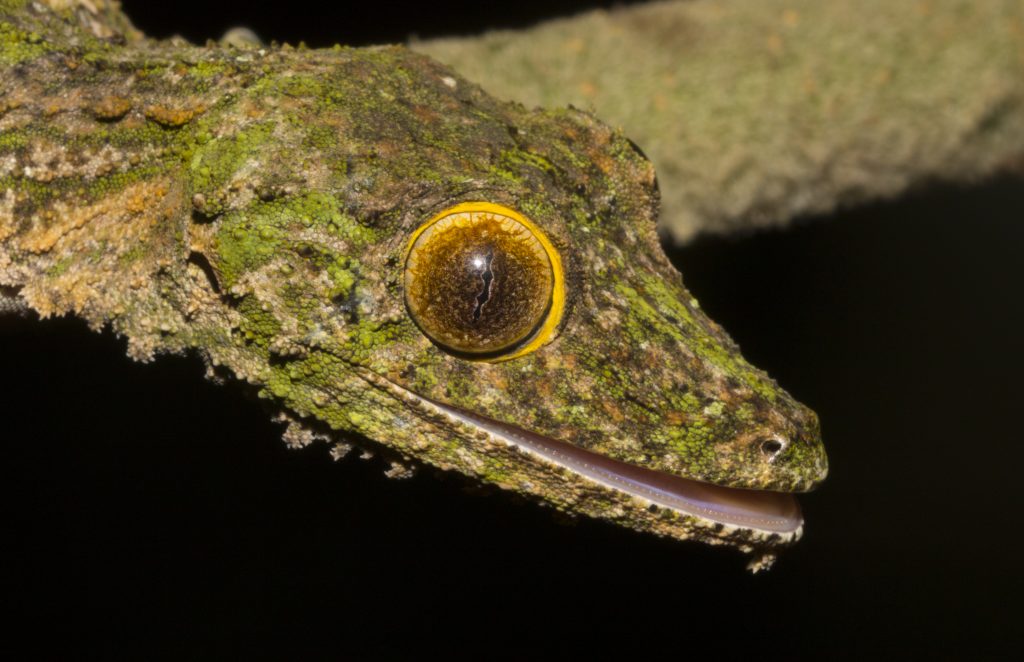 Uroplatus sikorae