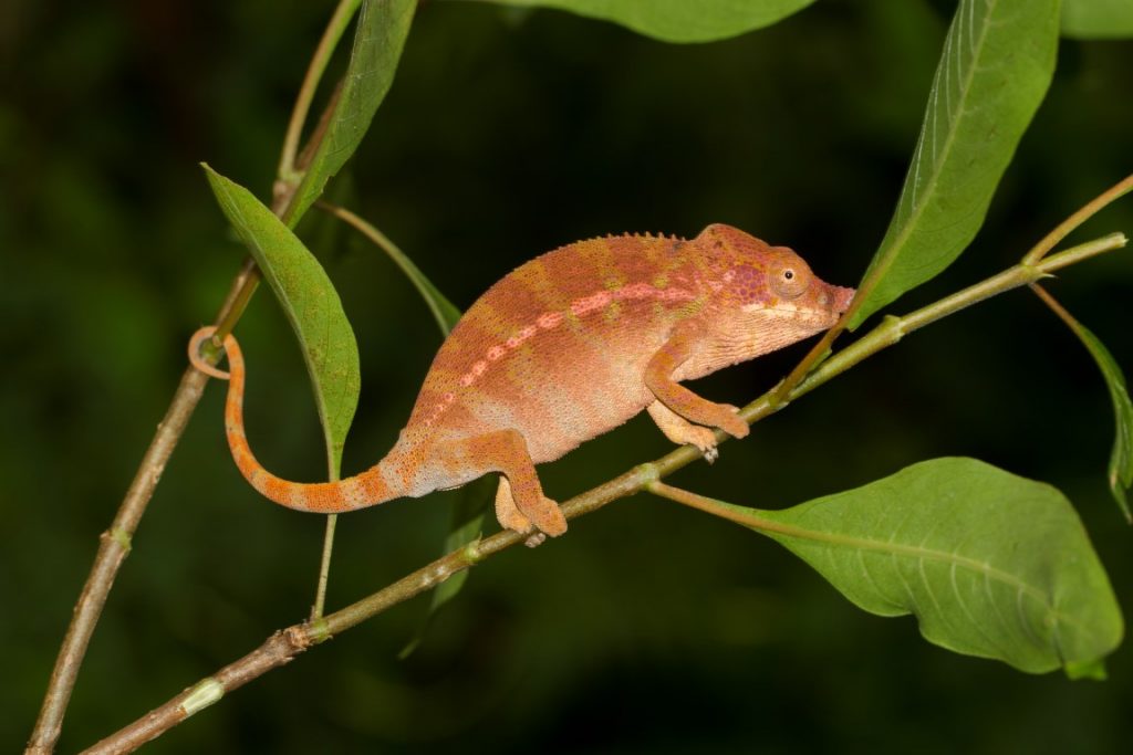 Furcifer rhinoceratus