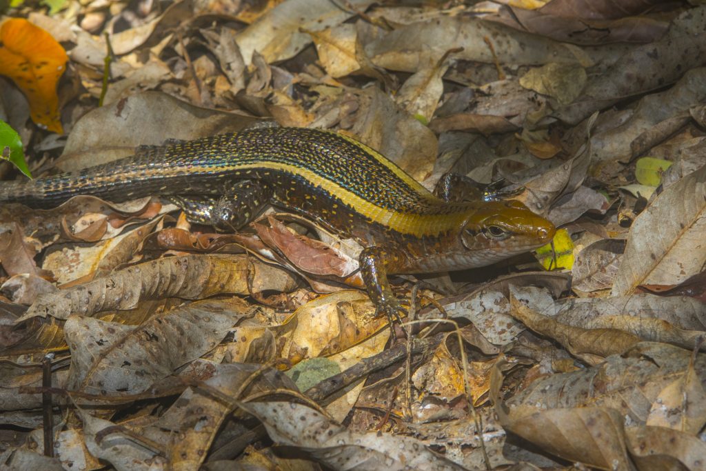 Zonosaurus